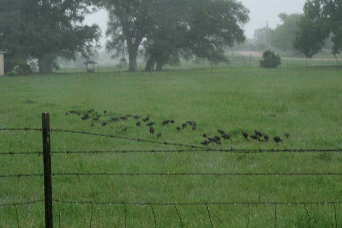 White-faced Ibis - ML618569903