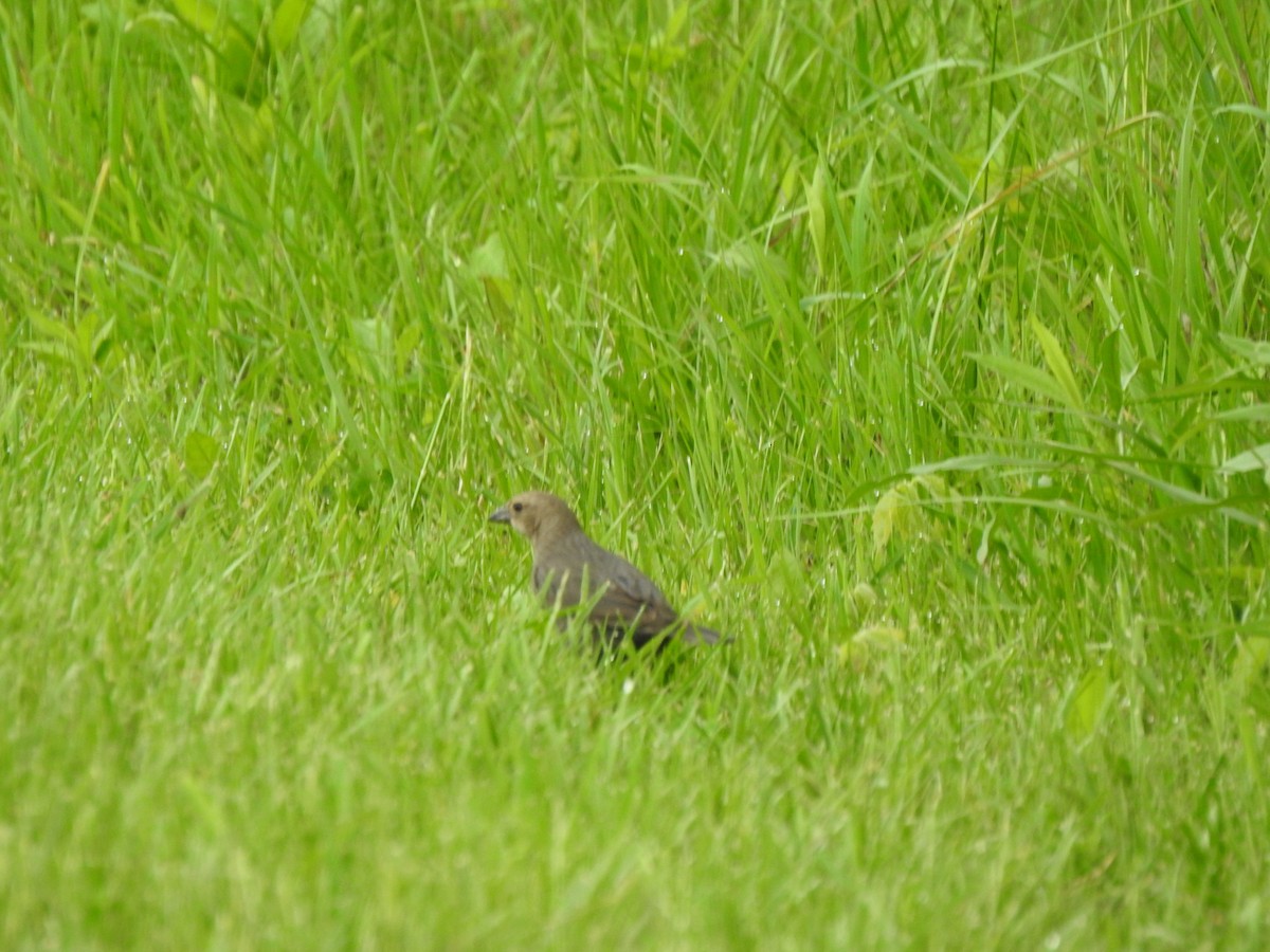 Brown-headed Cowbird - ML618569911