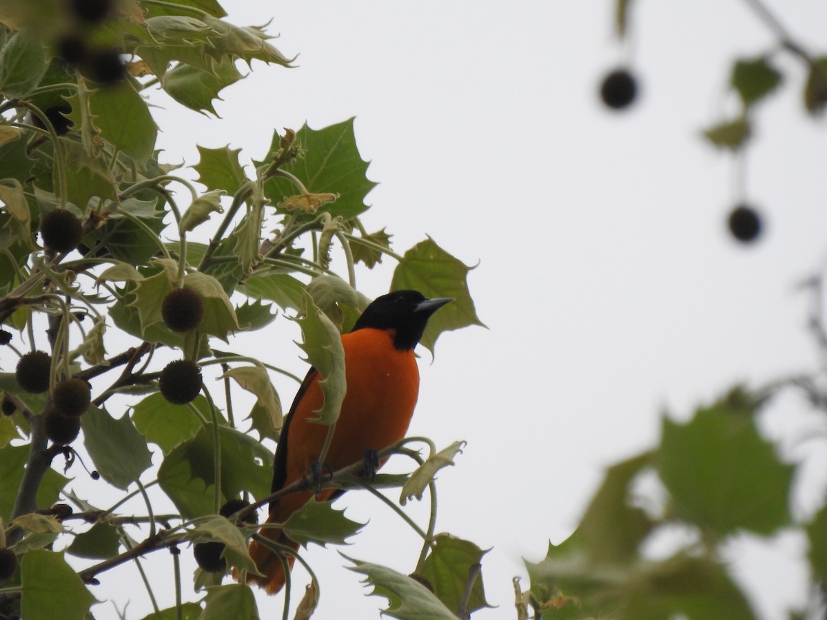 Baltimore Oriole - ML618569921