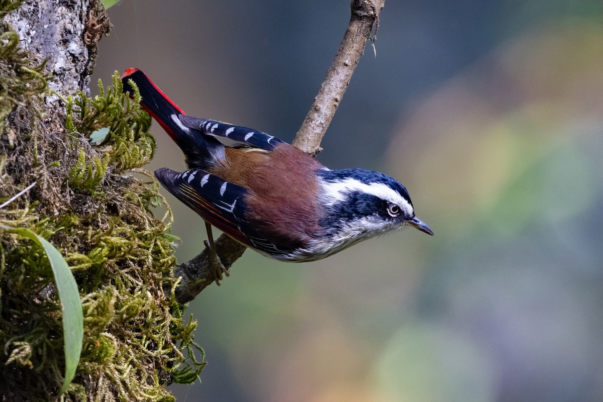 Red-tailed Minla - Mikael Käll