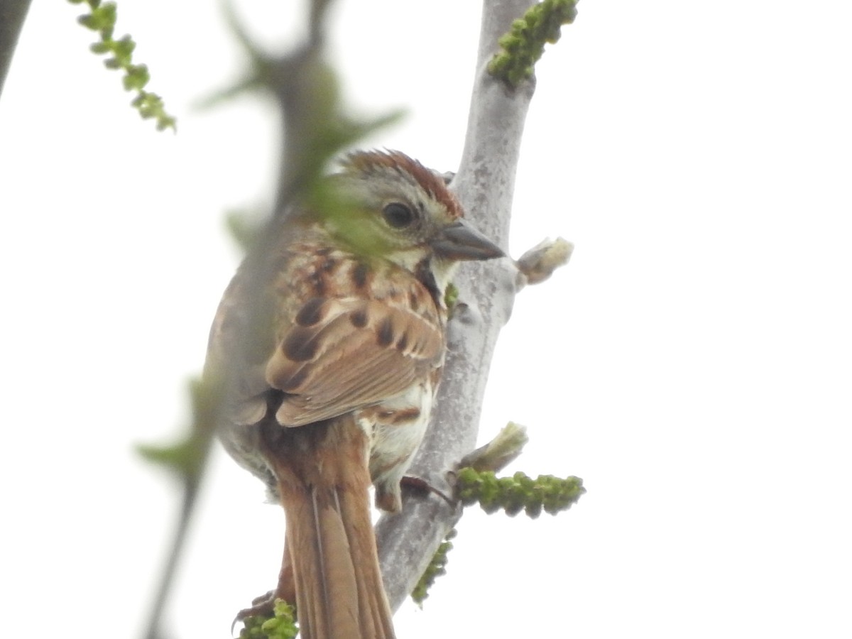 Song Sparrow - ML618569934