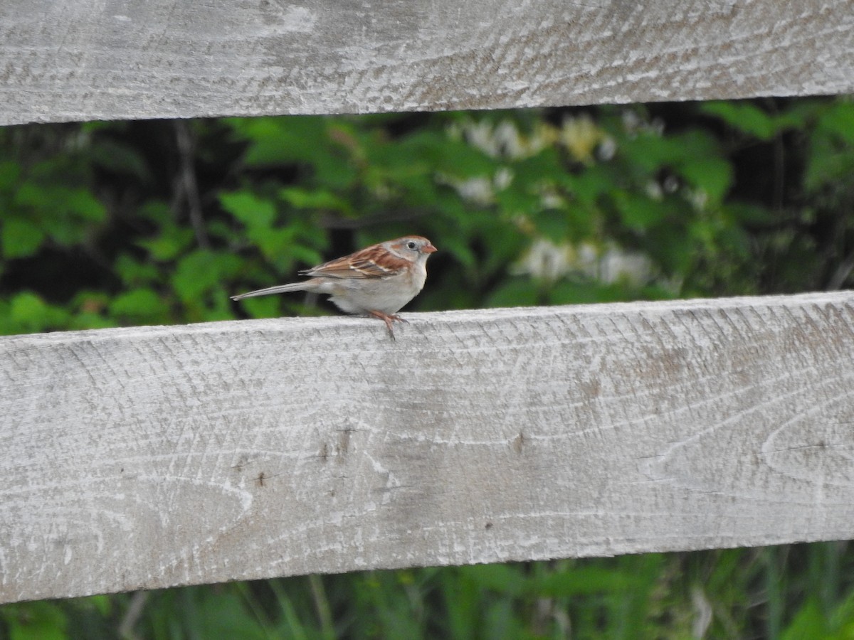 Field Sparrow - ML618569939