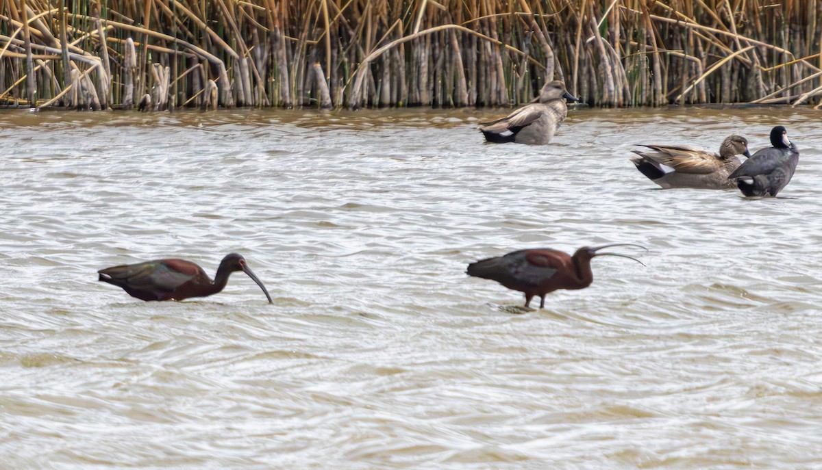 White-faced Ibis - Mike Clark