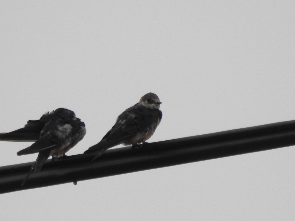 Golondrina/Avión sp. - ML618569982