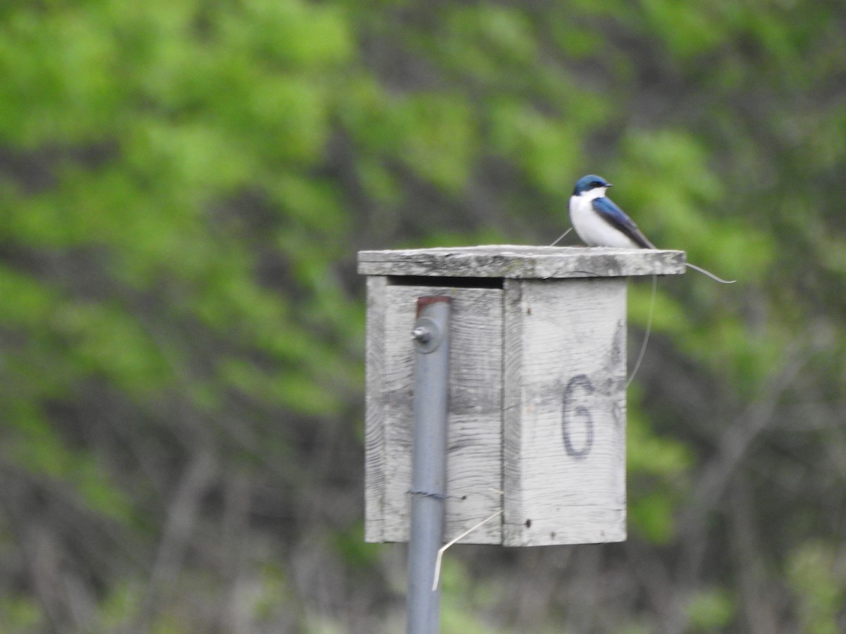 Tree Swallow - ML618569988