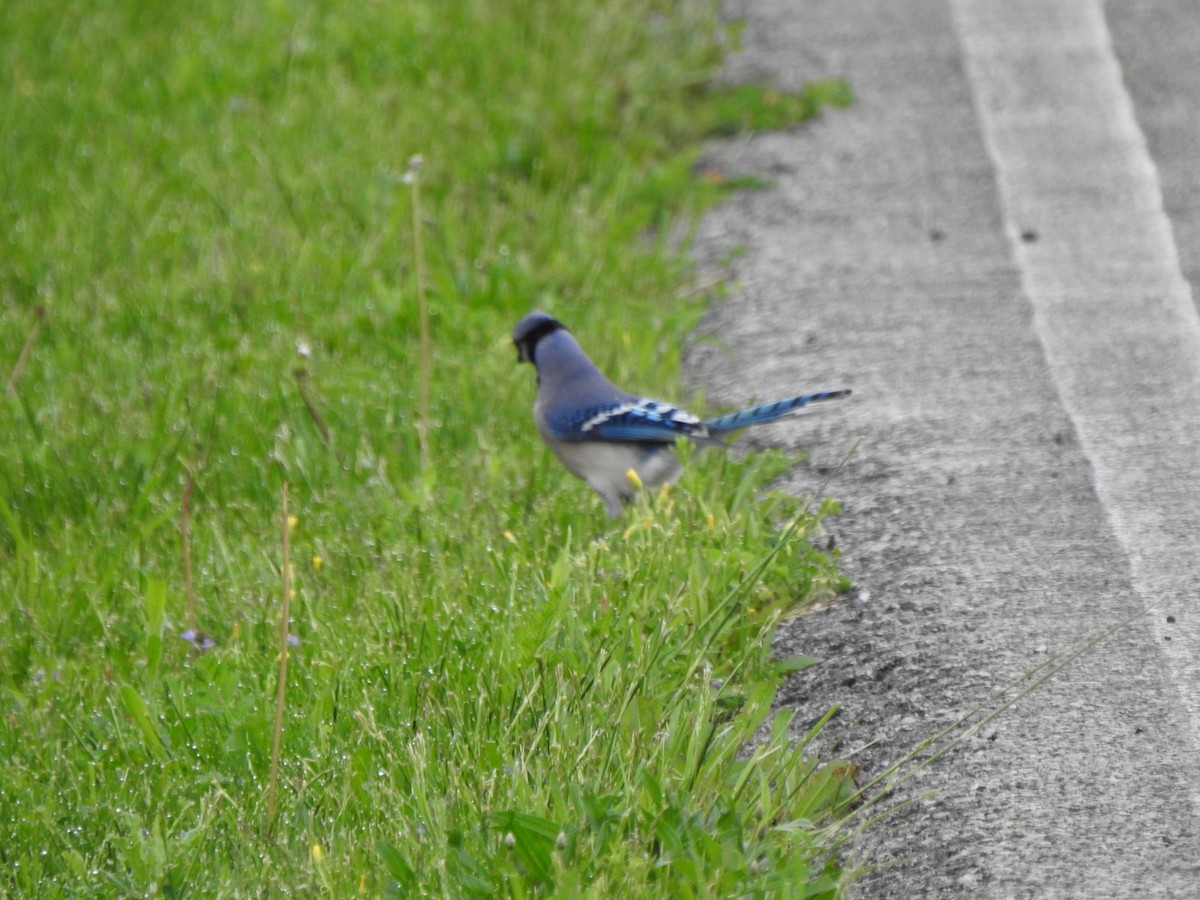 Blue Jay - ML618569997