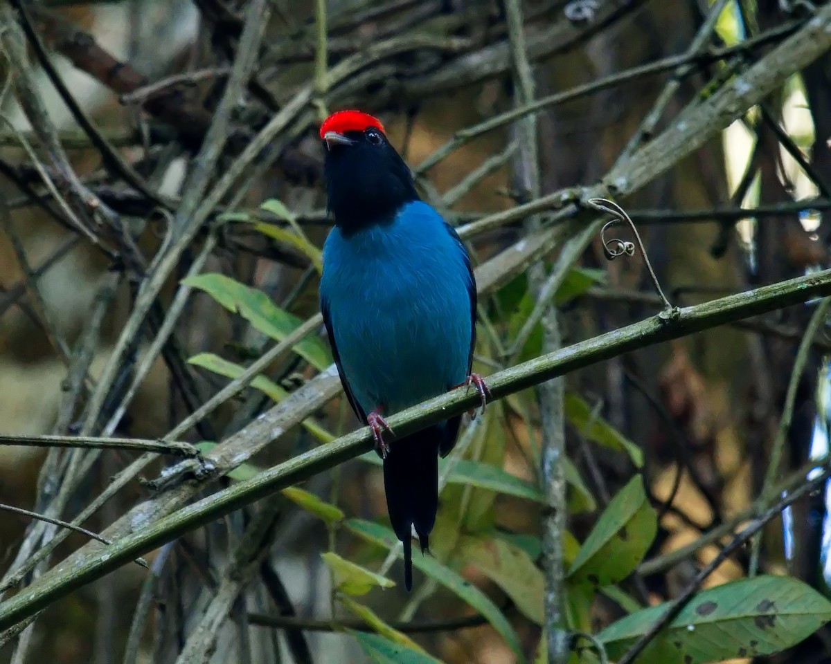 Swallow-tailed Manakin - Amaury Pimenta