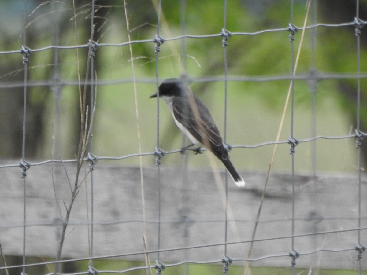 Eastern Kingbird - ML618570005