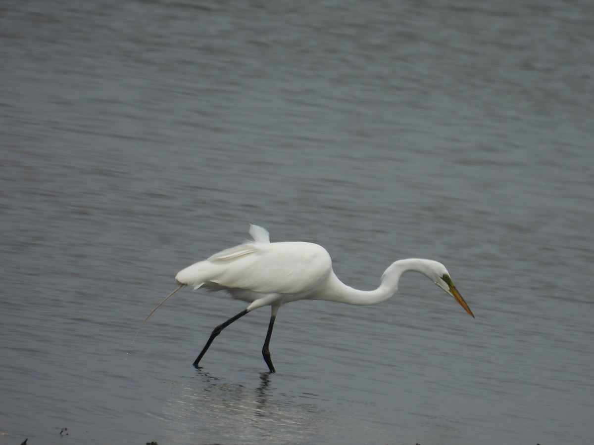 Great Egret - ML618570025