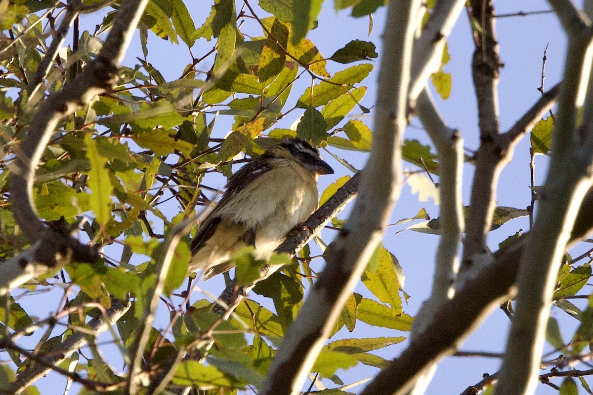 Black-headed Grosbeak - John Bruin