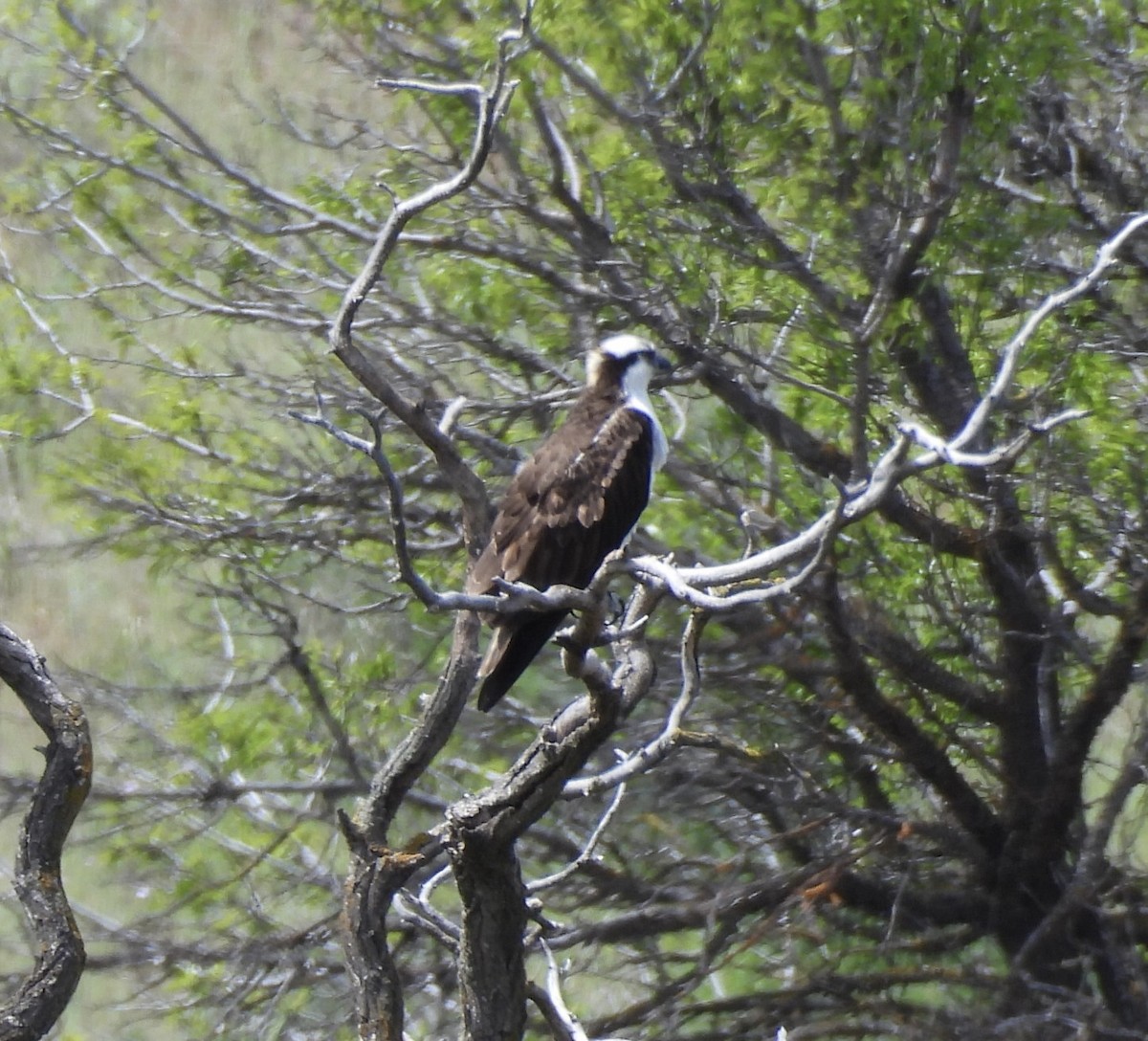 Osprey - Mary-Lane Baker