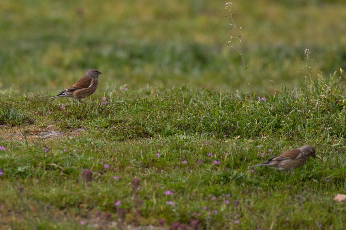 Eurasian Linnet - ML618570082