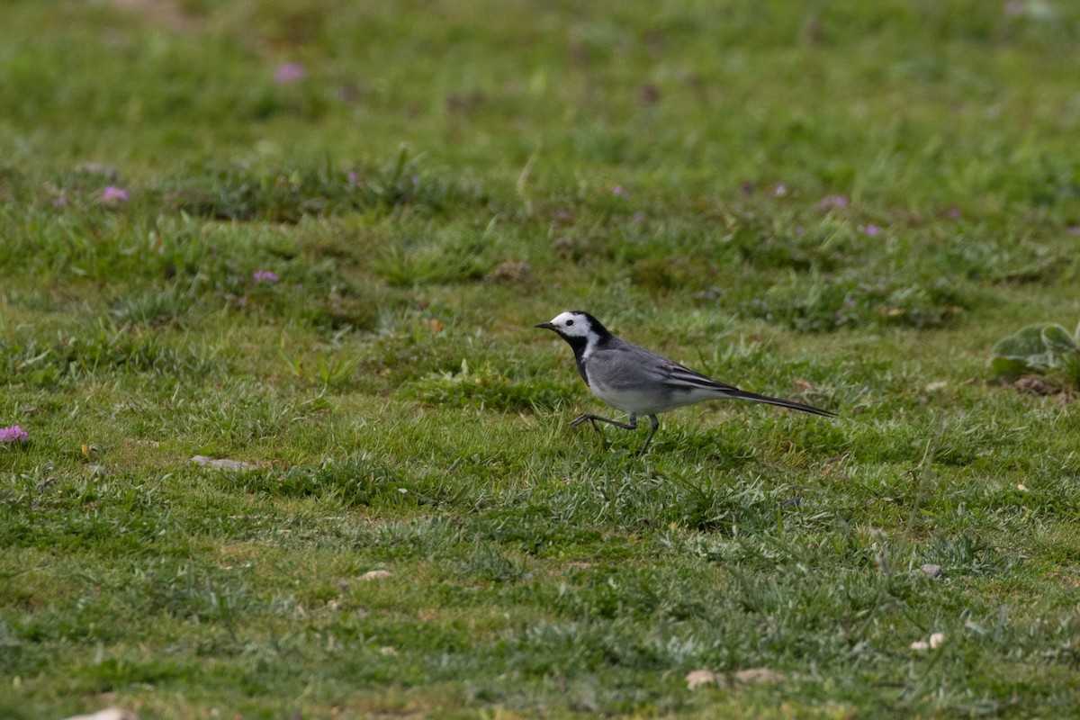 White Wagtail - ML618570091