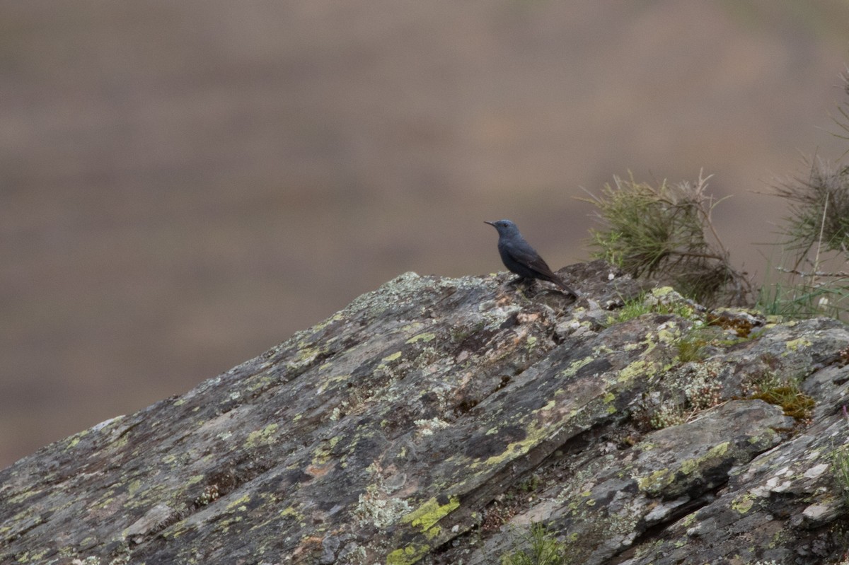 Blue Rock-Thrush - ML618570093