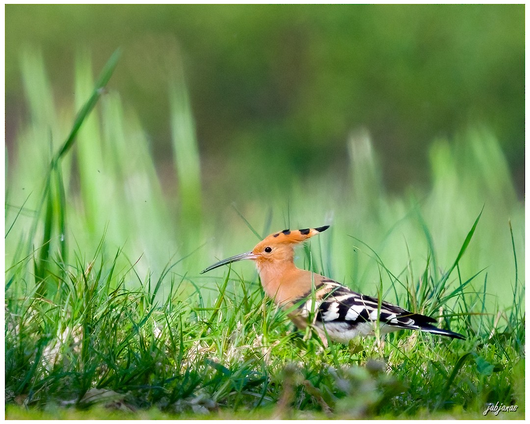Eurasian Hoopoe - ML618570109