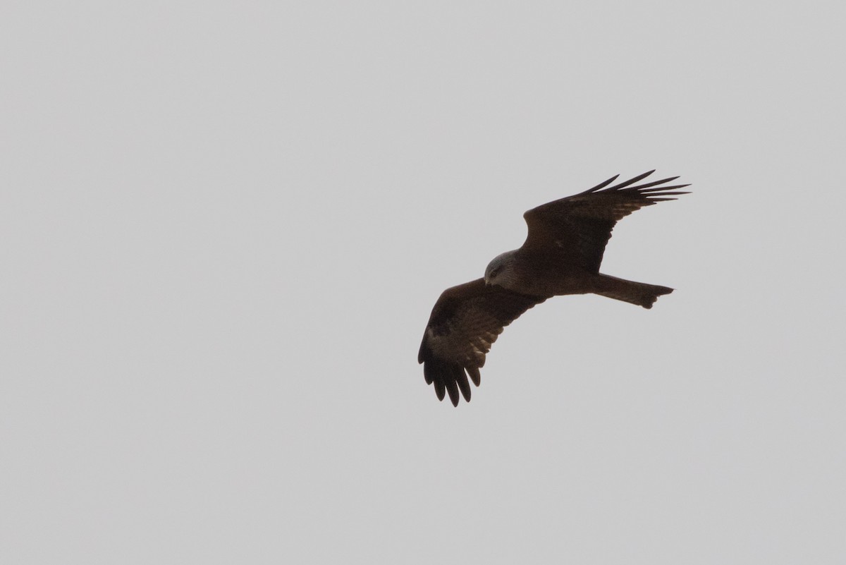 Black Kite - ML618570110