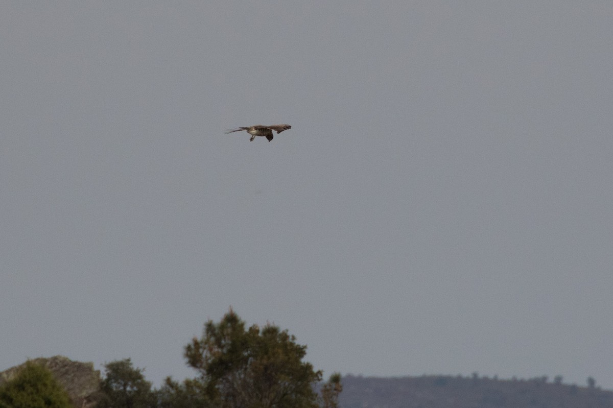 Short-toed Snake-Eagle - ML618570130