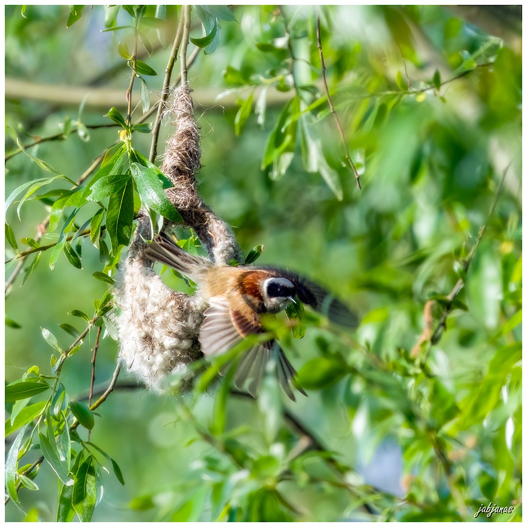 Eurasian Penduline-Tit - ML618570144