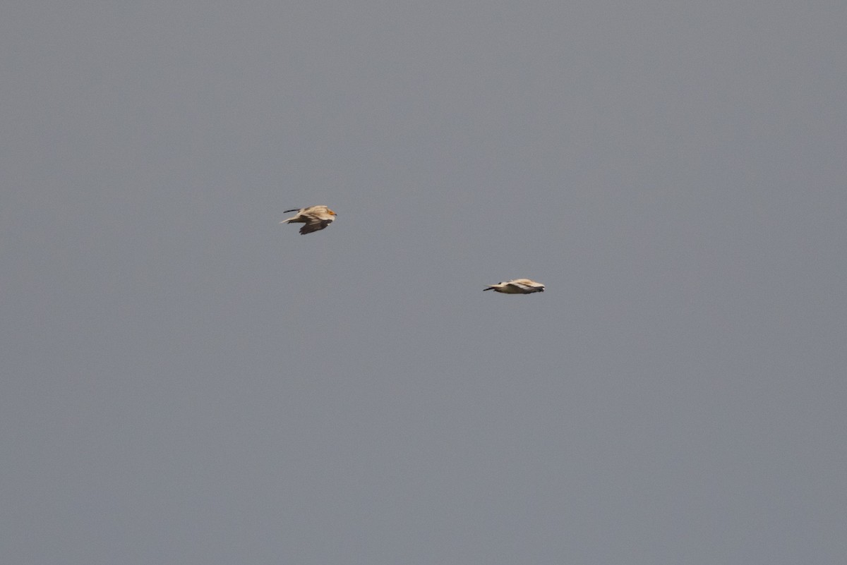 Egyptian Vulture - ML618570153