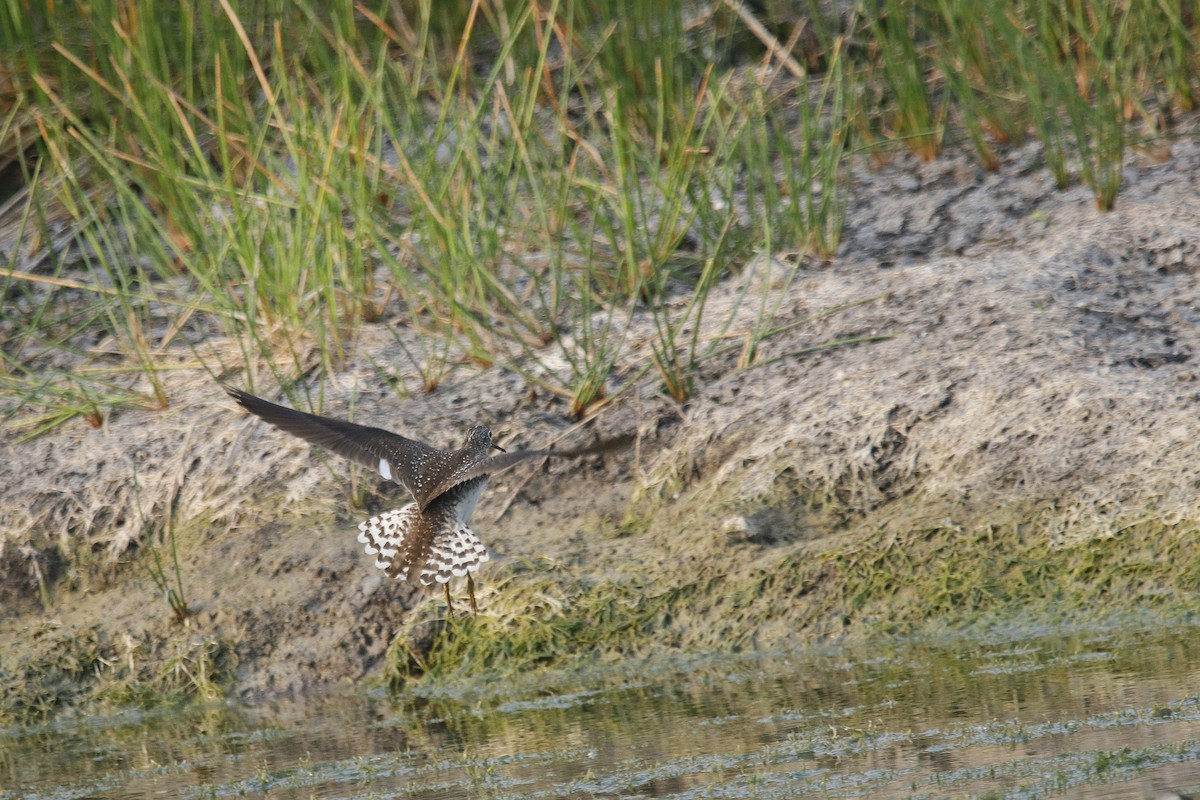 Solitary Sandpiper - ML618570158