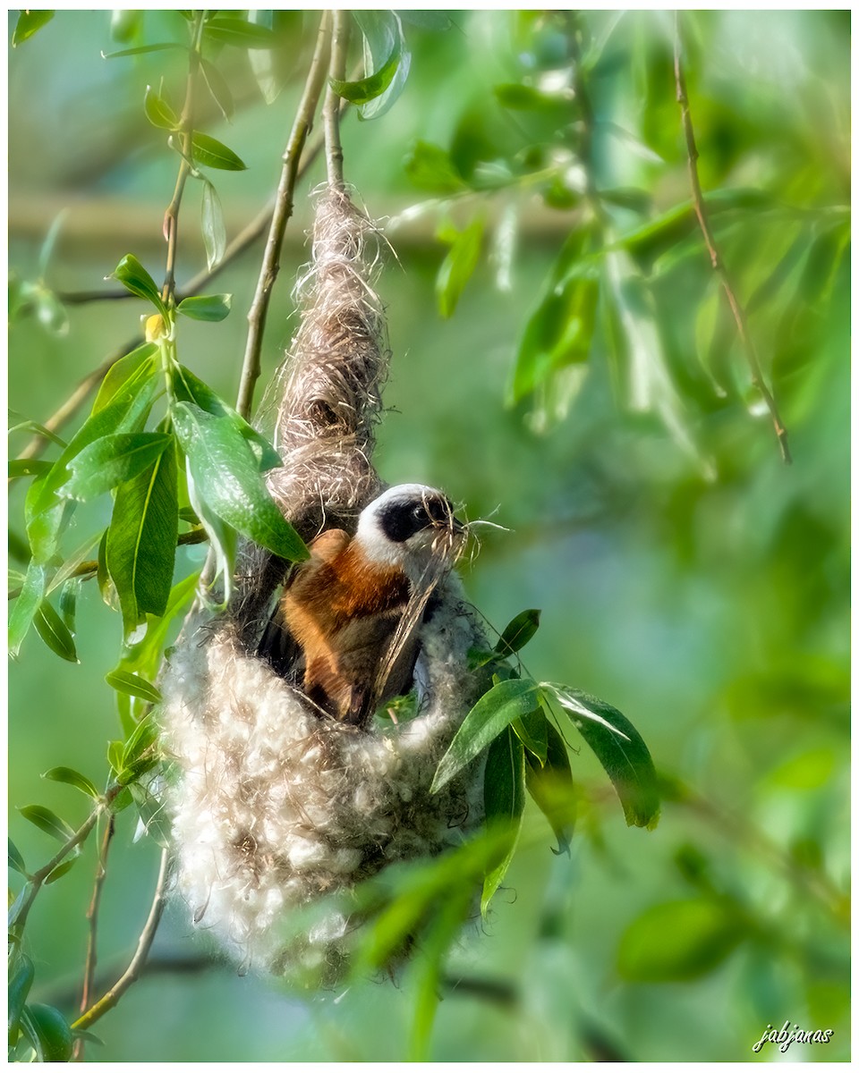 Eurasian Penduline-Tit - ML618570159