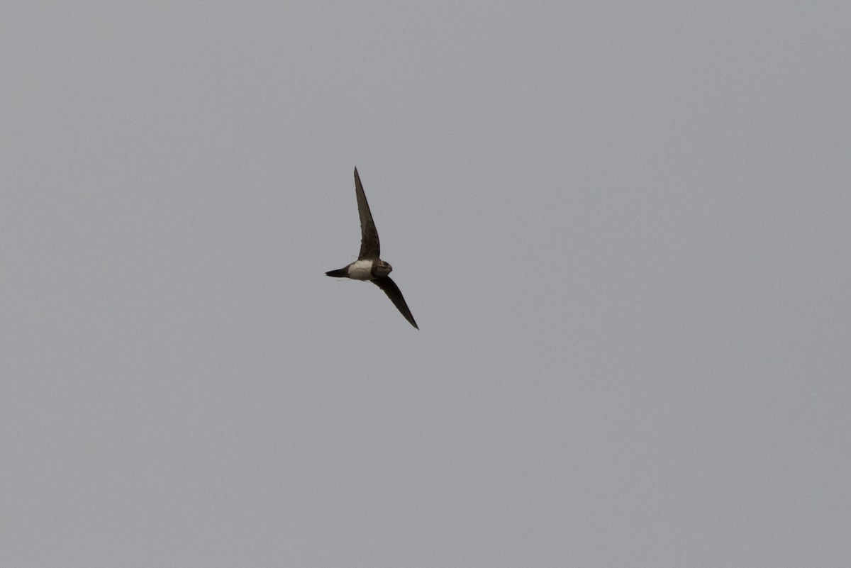 Alpine Swift - ML618570163