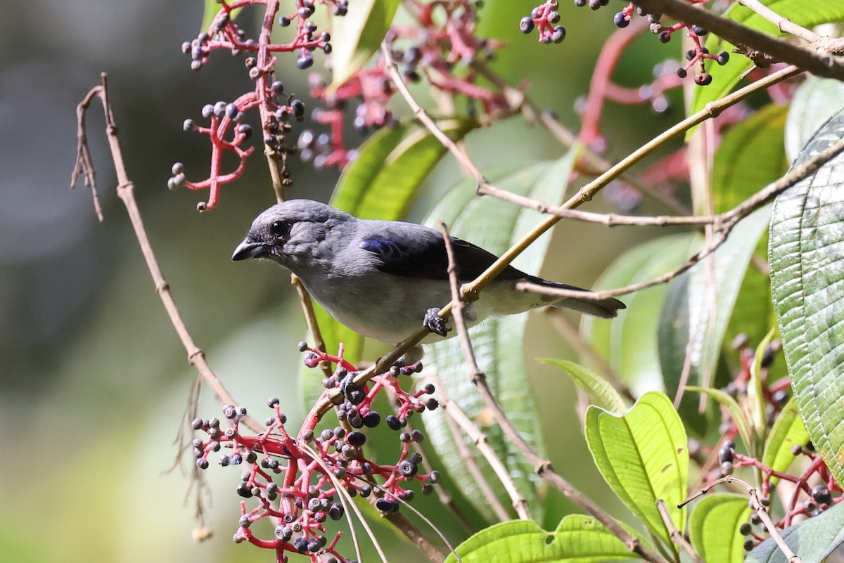 Plain-colored Tanager - ML618570181