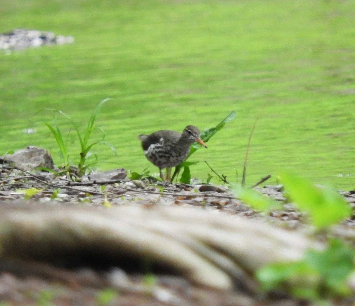 Spotted Sandpiper - ML618570209