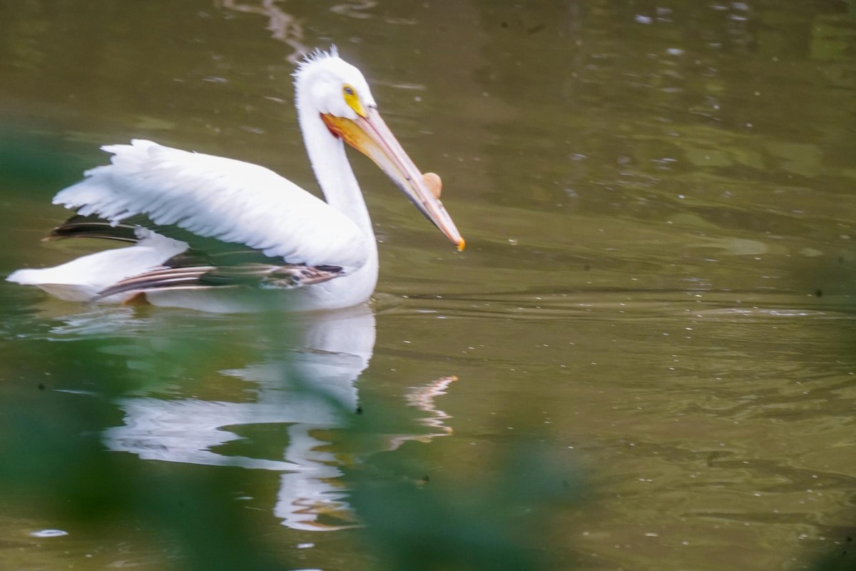 American White Pelican - ML618570246