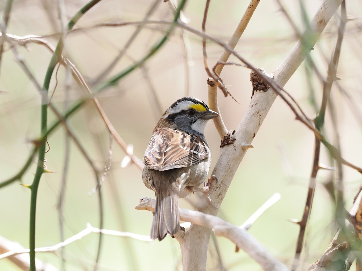 White-throated Sparrow - ML618570254