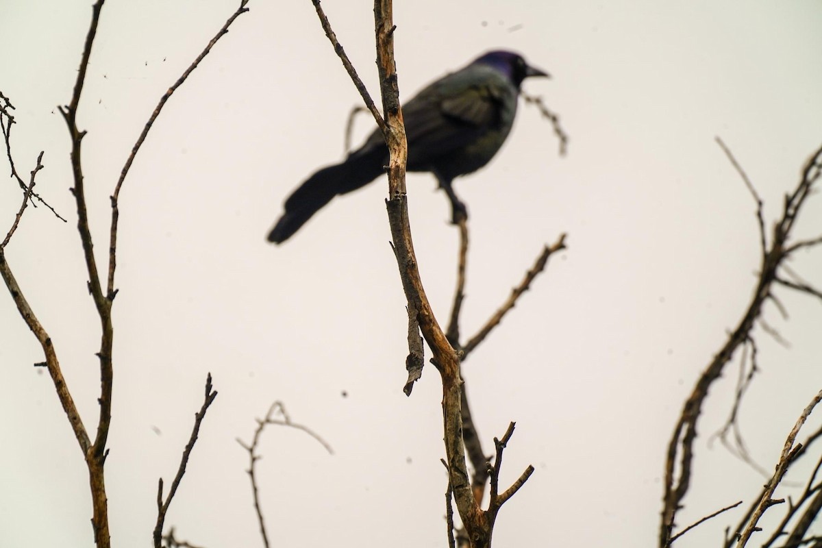 Common Grackle - ML618570284