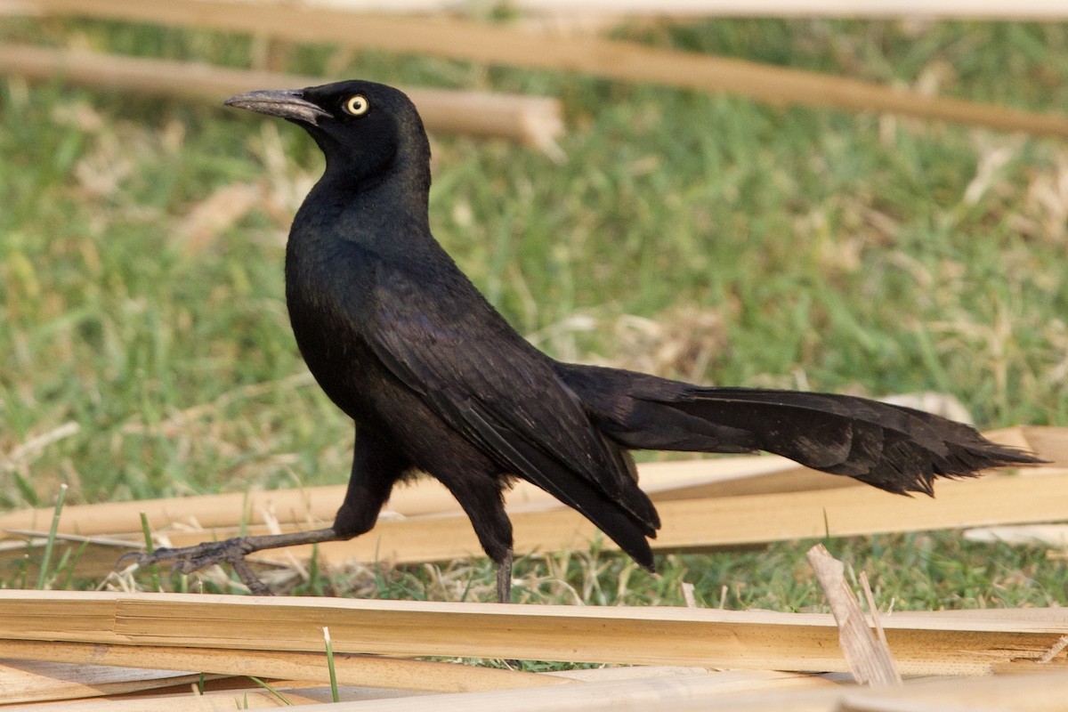 Nicaraguan Grackle - ML618570292