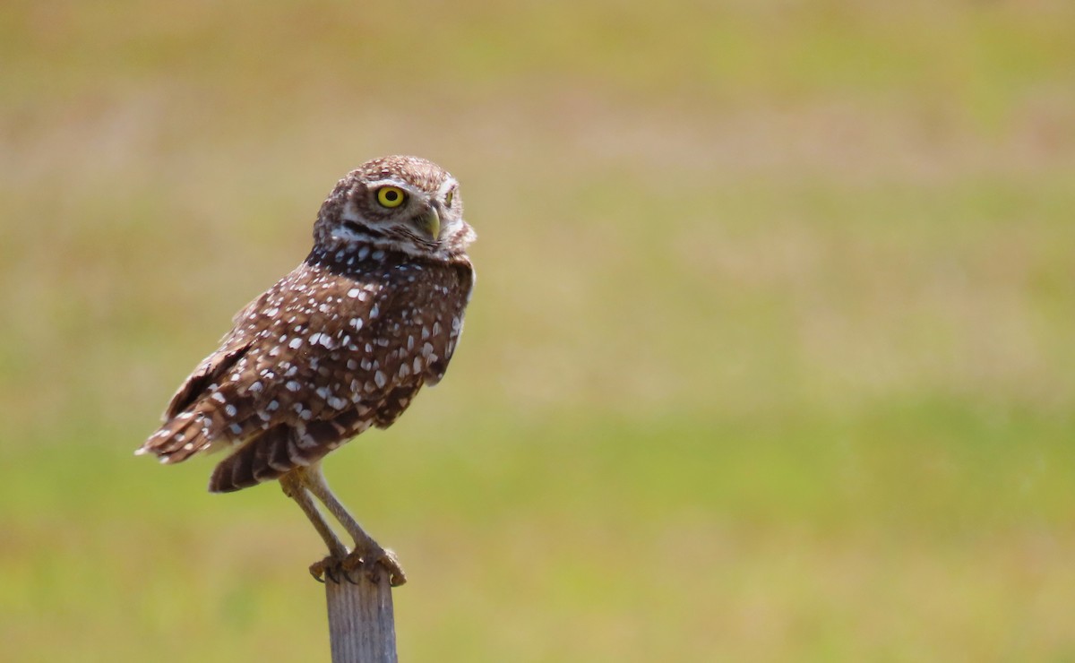 Burrowing Owl - ML618570301