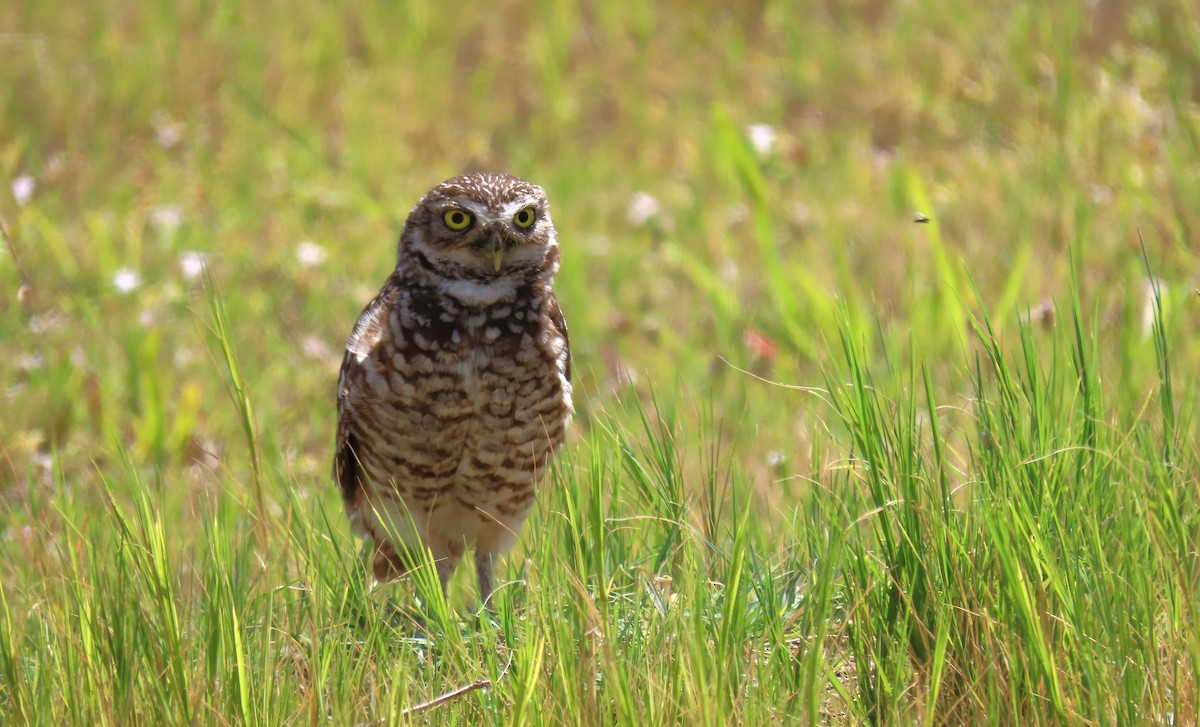 Burrowing Owl - ML618570306