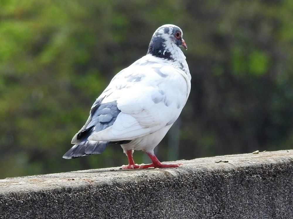 Rock Pigeon (Feral Pigeon) - ML618570322