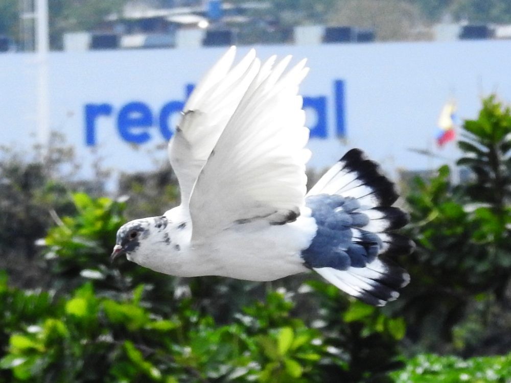 Rock Pigeon (Feral Pigeon) - ML618570328