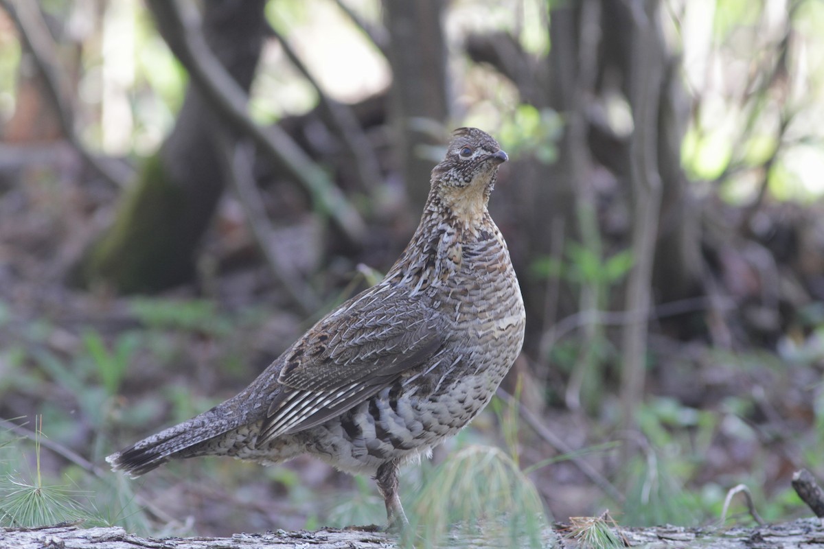 Ruffed Grouse - ML618570372