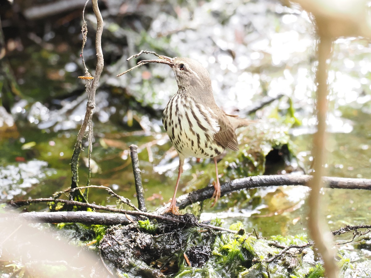 Northern Waterthrush - ML618570410