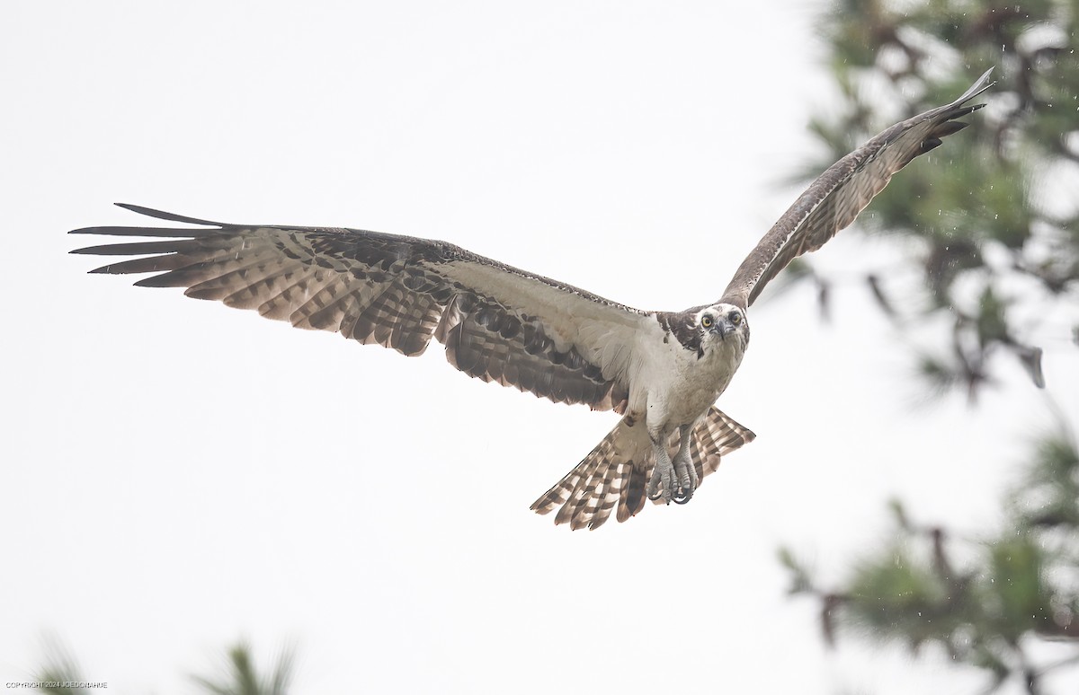 Osprey - ML618570415