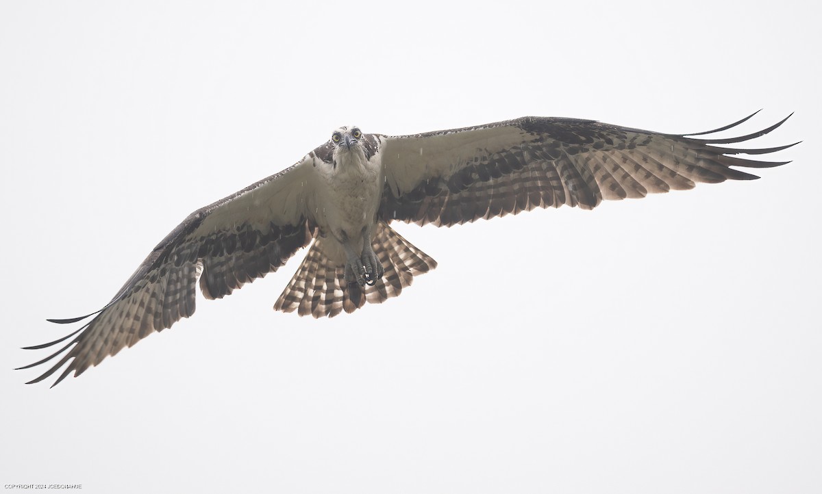 Osprey - ML618570416