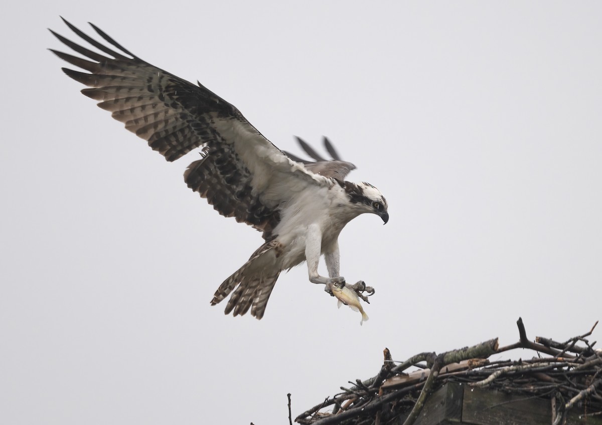 Osprey - ML618570417