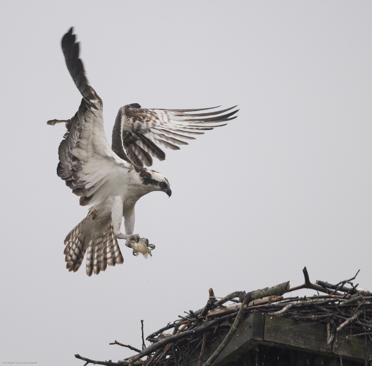 Osprey - ML618570420