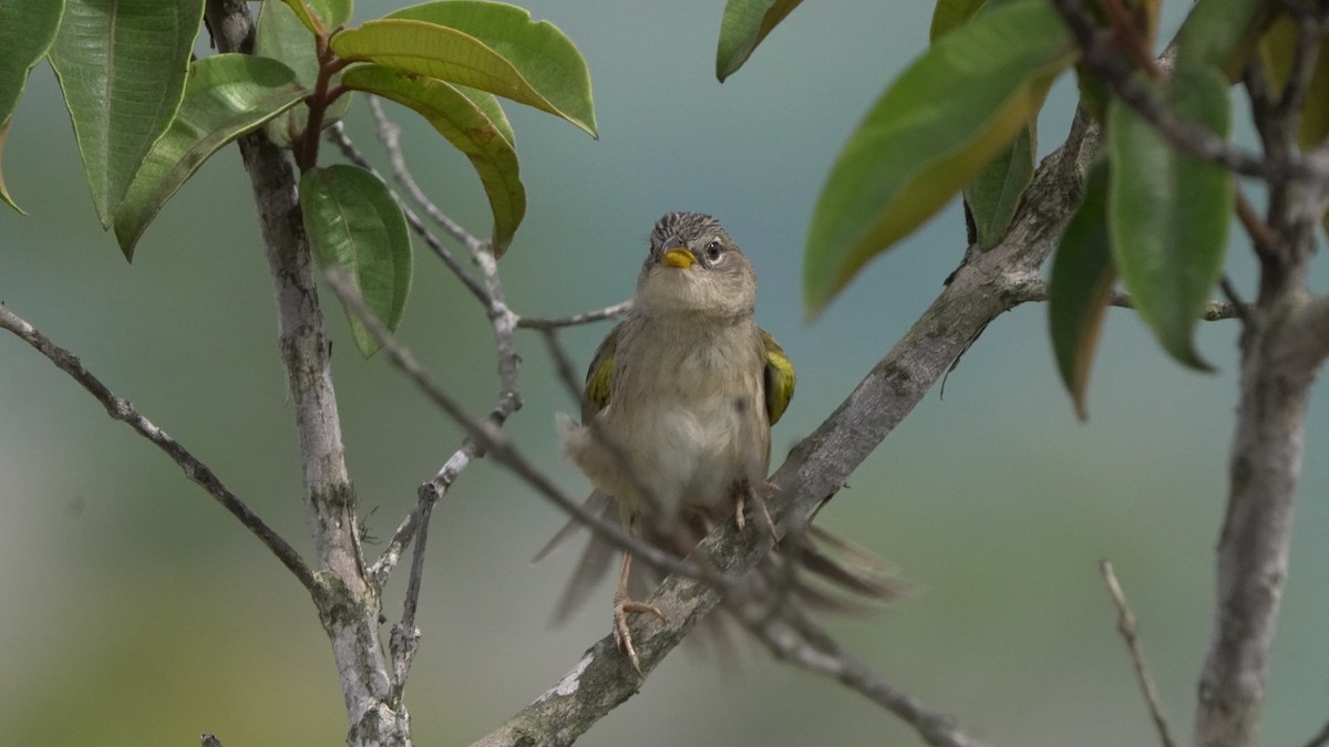 Wedge-tailed Grass-Finch - Fernando  Guerrero Chavarria