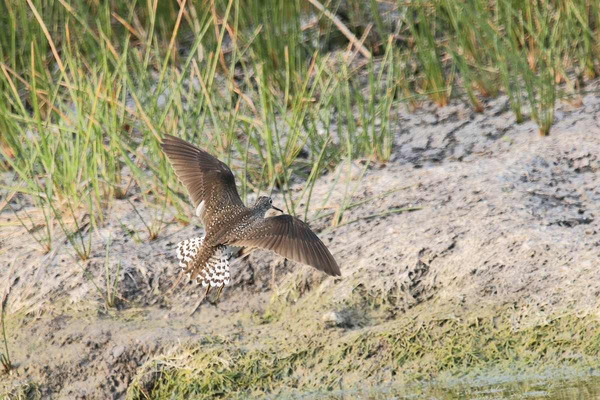 Solitary Sandpiper - ML618570469