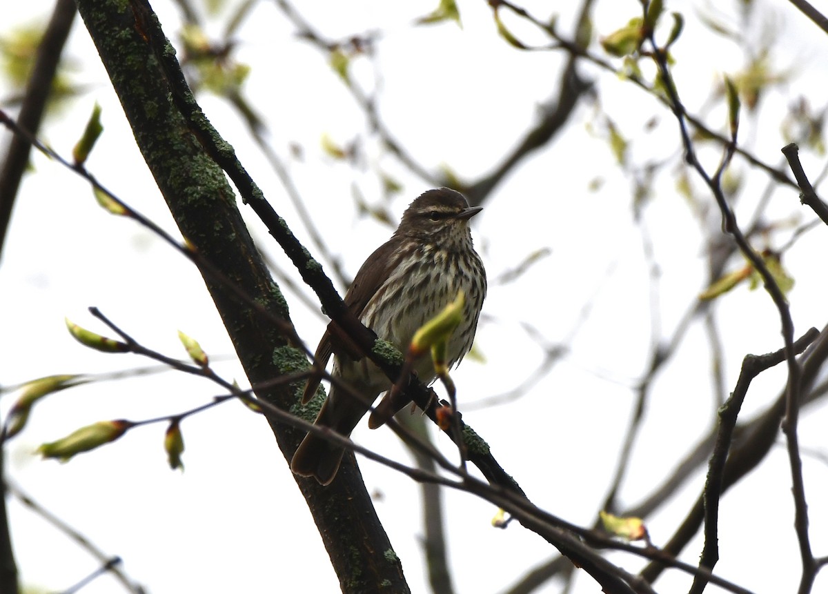 Northern Waterthrush - ML618570471