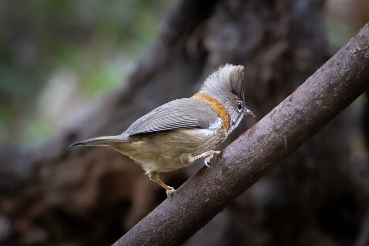 Whiskered Yuhina - ML618570495