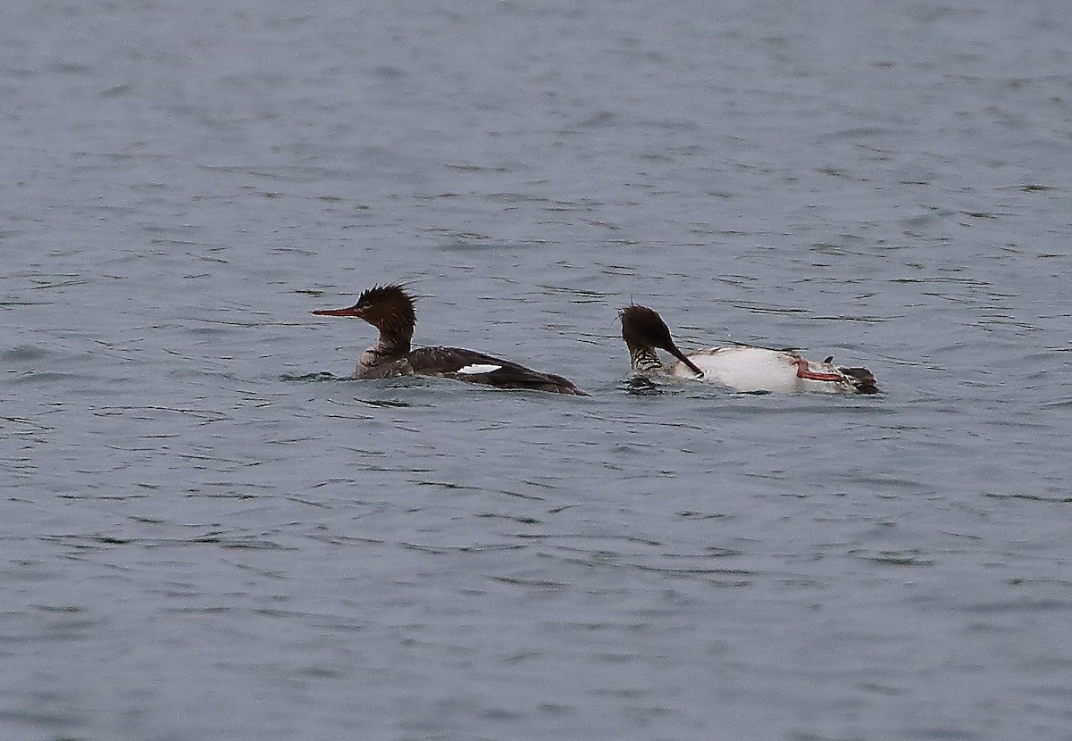 Red-breasted Merganser - Wolfgang Oesterreich