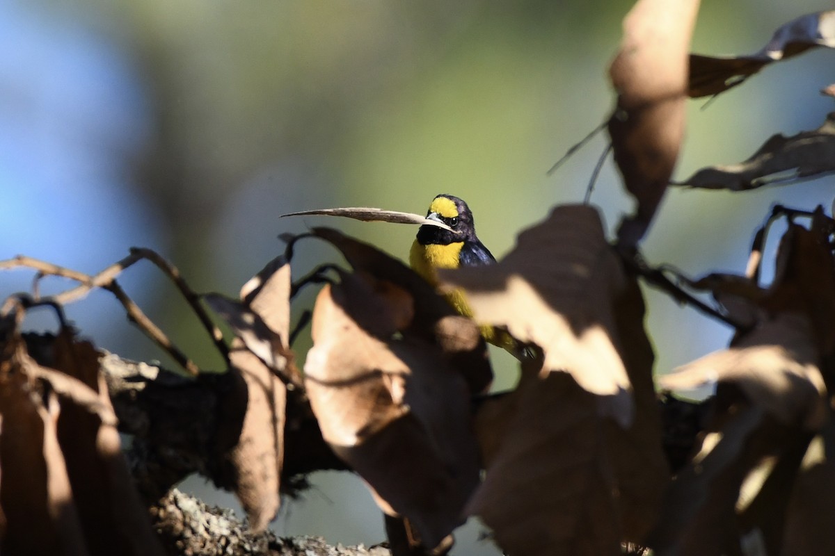 West Mexican Euphonia - L.Vidal Prado Paniagua