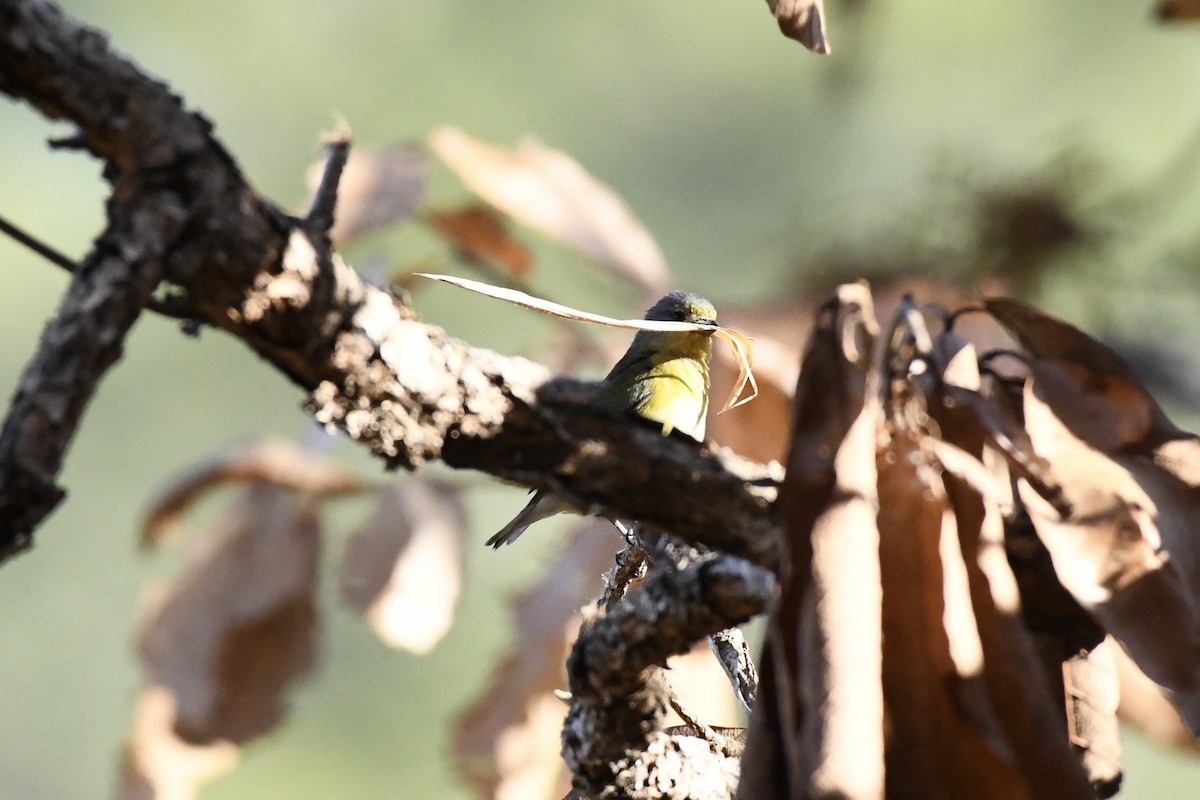 West Mexican Euphonia - ML618570529