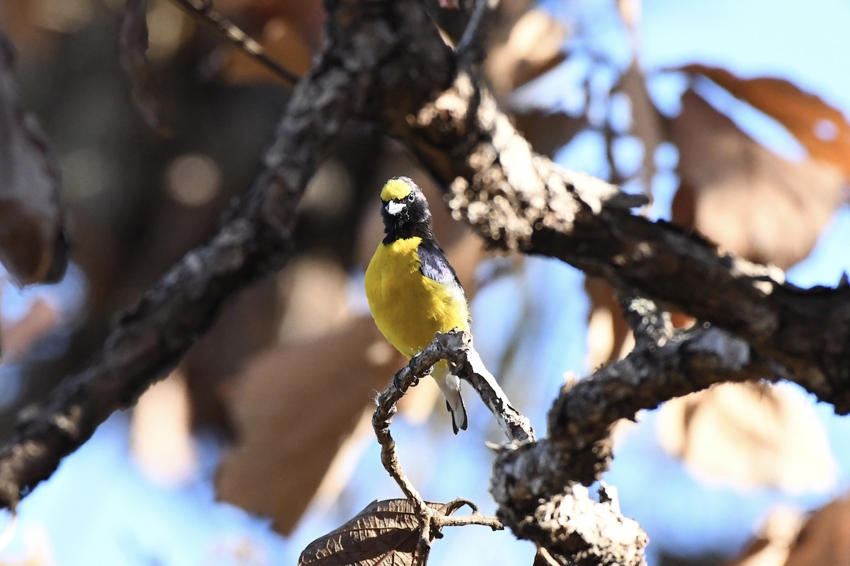 West Mexican Euphonia - ML618570531